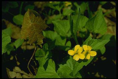 SMOOTH YELLOW VIOLET
