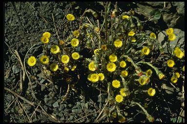 COLTSFOOT FLOWERS