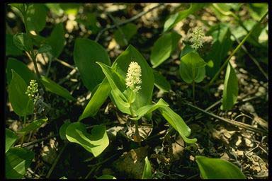 WILD LILY-OF-THE-VALLEY