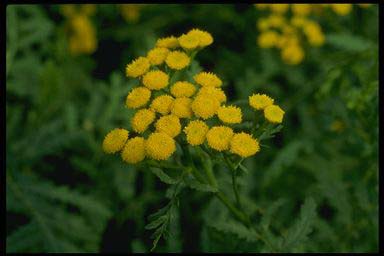 TANSY FLOWERING HEADS