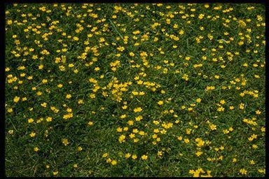 MASSED BUTTERCUPS
