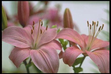 PINK LILY FLOWERS