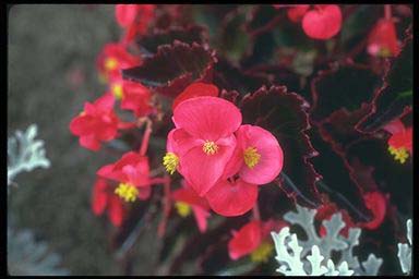 FIBROUS-ROOTED BEGONIAS