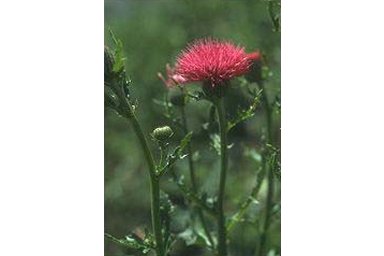 PLUMED THISTLE