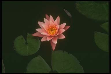 WATER-LILY FLOWER