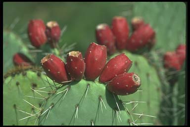 PRICKLY PEAR FRUITS