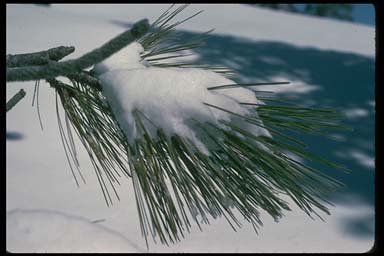 Pine needles in snow