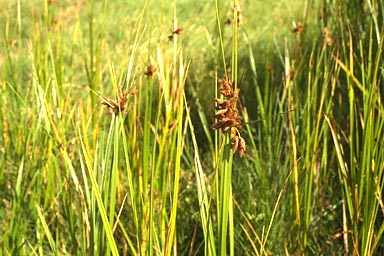 Sedges with brown flowers