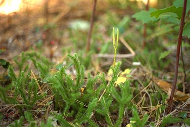Staghorn Clubmoss with cones