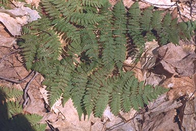 Fronds of Spinulose Woodfern