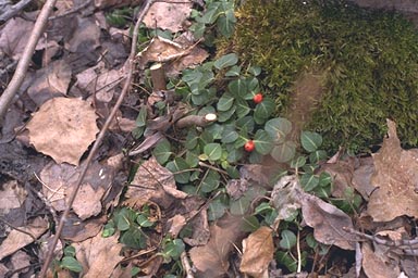 Creeping stems of Partridge-berry