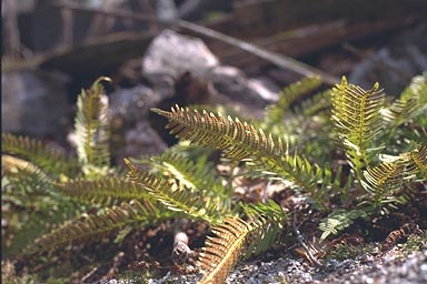 Common Polypody fronds with sori