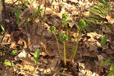 Young fronds of Marginal Woodfern