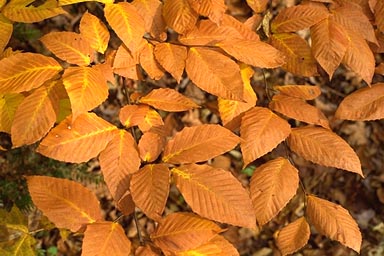 American Beech leaves in the fall
