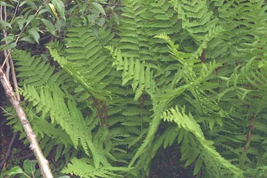 Fronds of Interrupted Fern