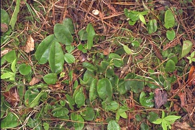 Leaves of Trailing Arbutus