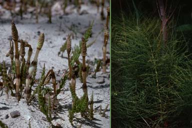 Cones and vegetative stem of Field Horsetail
