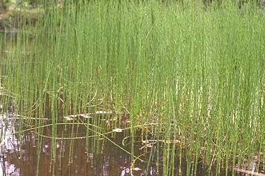 Swamp Horsetail in shallow water