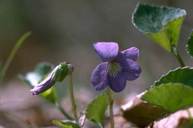 Common Blue Violet flower and leaves