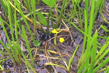 Yellow flowers of Bladderwort