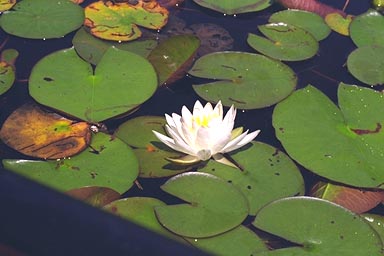 Fragrant Water-lily flower and floating leaves