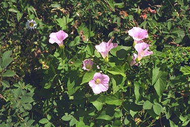 Pink flowers of Hedge Bindweed