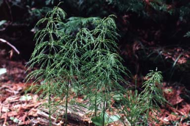 Lacy plants of Wood Horsetail