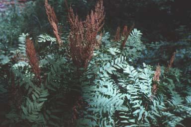 Sterile and fertile fronds of Royal Fern