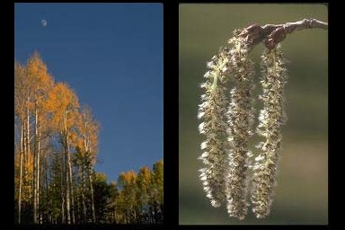 Poplar trees and drooping catkins