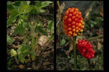 Flowers and fruits of Jack-in-the-pulpit