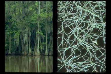 Spanish Moss on trees and close-up