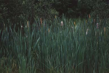 Cattail marsh