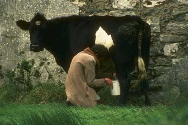MILKING A
COW IN IRELAND